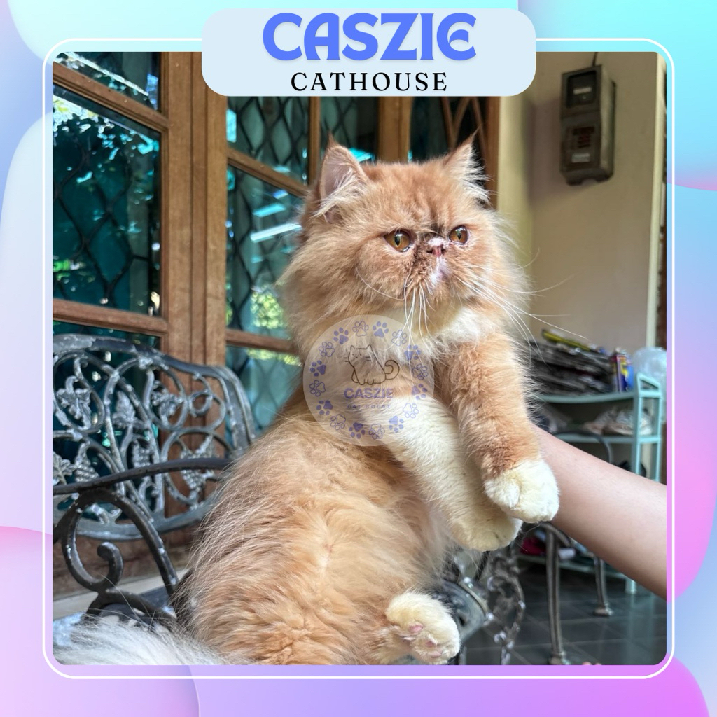 Kucing Persia Peaknose JANTAN Imut & Sehat  Mocca✨READY ADOPT✨ – CASZIE Cathouse