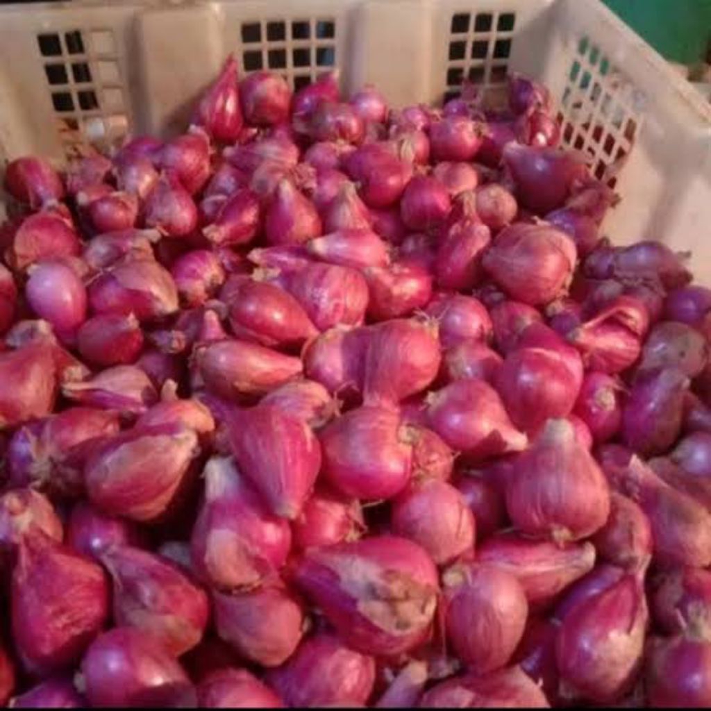 BAWANG MERAH ASLI BREBES 100% DARI PETANI LOKAL