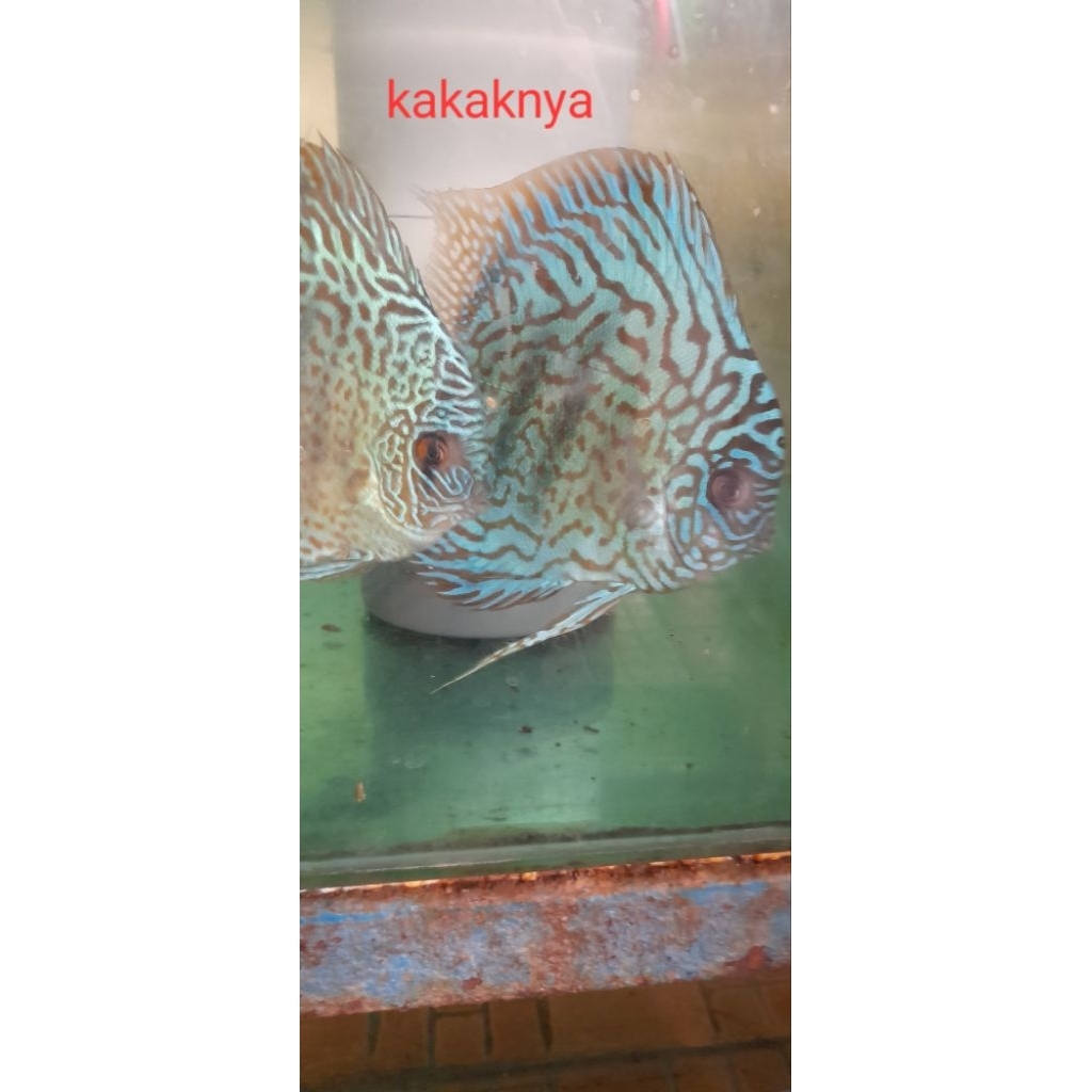 discus blue leopard