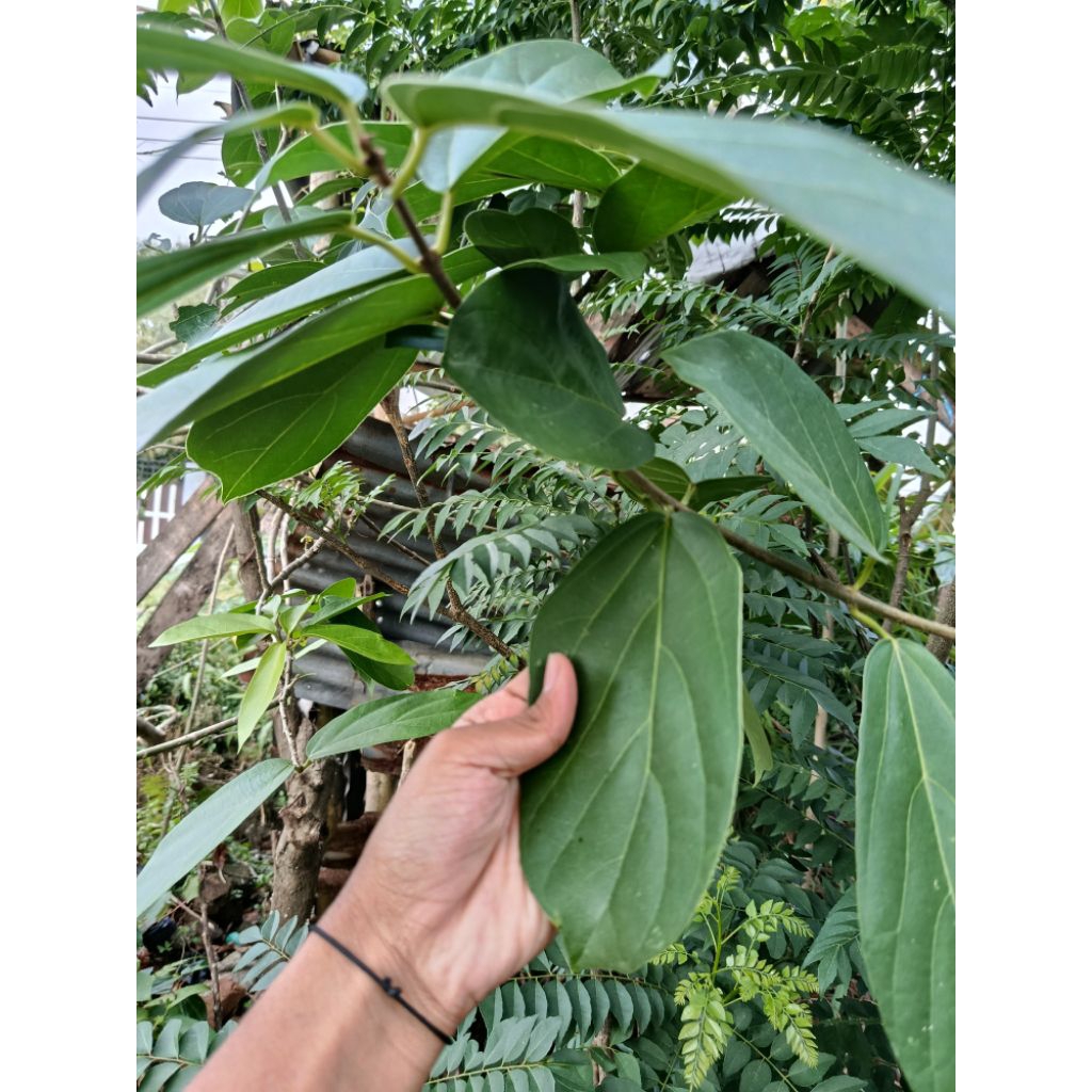 

Daun Cincau Jumbo fresh herbal alami