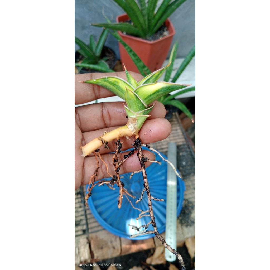 Sansevieria Lavranos 51 Varigata Mewah