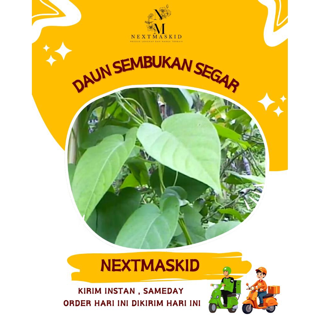 

Daun sembukan segar / daun kentutan 250gr - nextmaskid