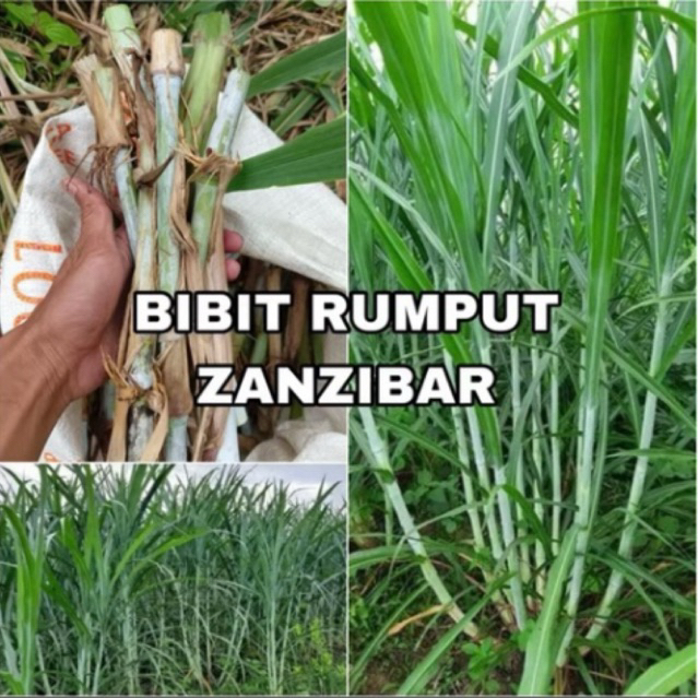 Bibit Rumput ZANZIBAR 1 Kg Dengan Kandungan Nutrisi Lengkap dan Seimbang Untuk Pakan Ternak Domba, K