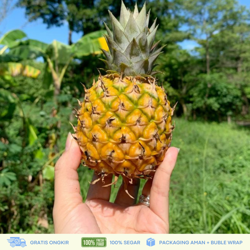 Nanas Madu Pemalang / Nanas Madu Mini Kualitas Premium