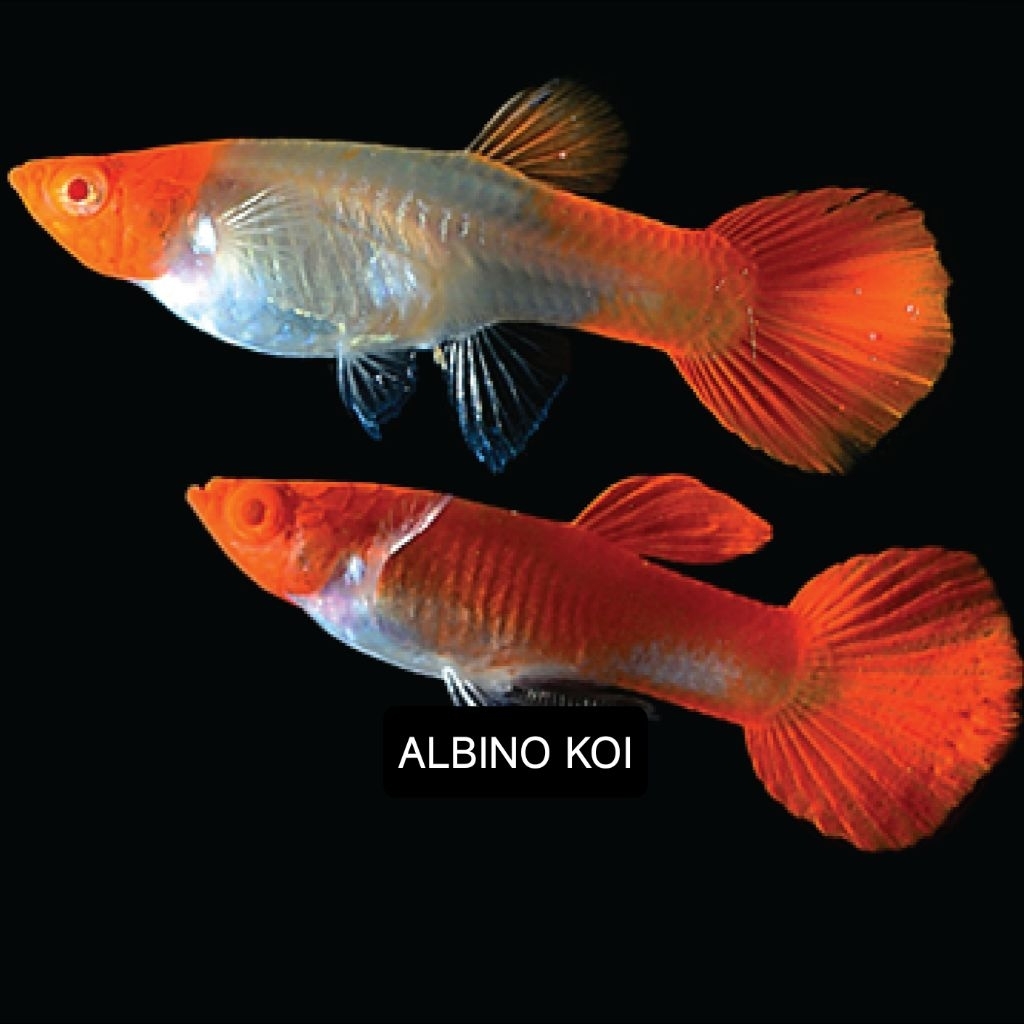 

Extra Packing Styrofoam Kardus | ALBINO KOI | Kamaquatic