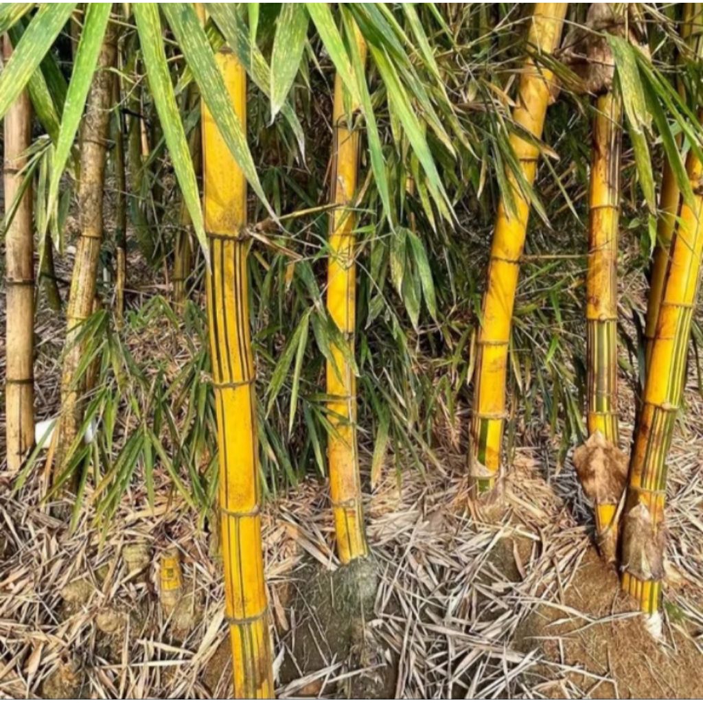 BONGGOL BAMBU KUNING UKURAN BESAR