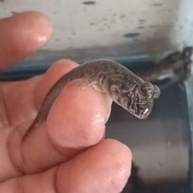 Ikan Glodok - Ikan Mudskiper - Ikan Tembakul