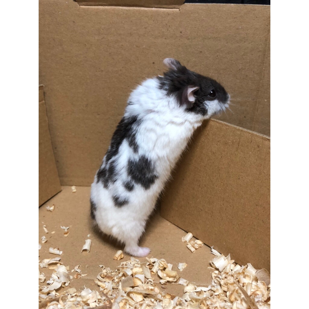 Hamster Chambell Panda hamster panda hamster chambell