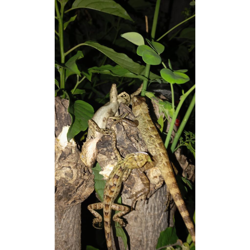 Bunglon Sawah / Londok