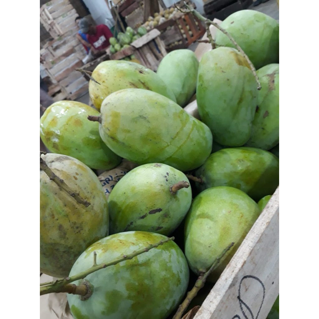 

mangga harum manis