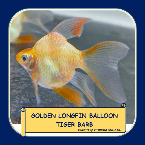 IKAN HIAS AIR TAWAR - SUMATRA BALON SLAYER ALBINO / SUMATRA TIGER BALON SLAYER  ALBINO / TIGER BARB 