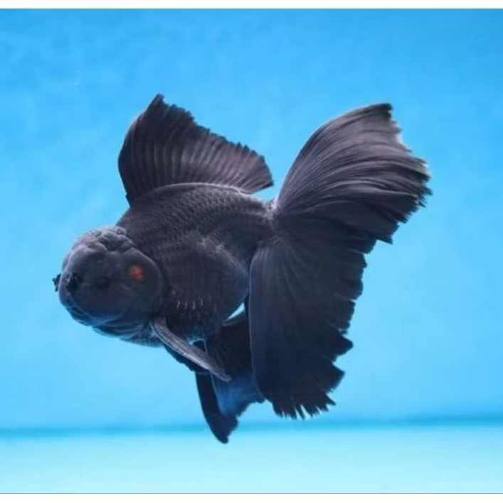 Koki oranda hitam isi 3 untuk hiasan akuarium