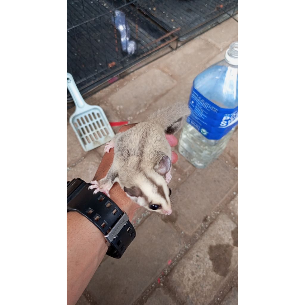 Sugar Glider Platinum J Mainan