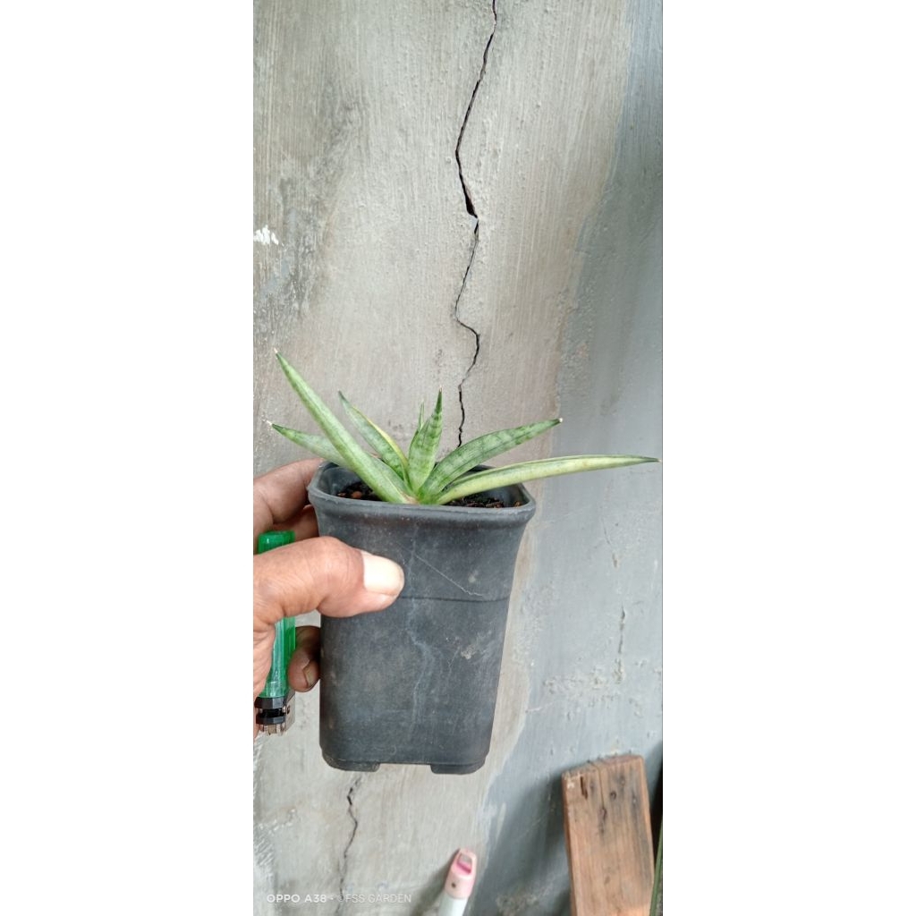 Sansevieria Boncel Silver Varigata