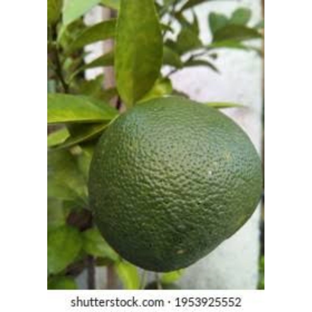 

Bibit jeruk baby okulasi sudah berbunga dan berbuah