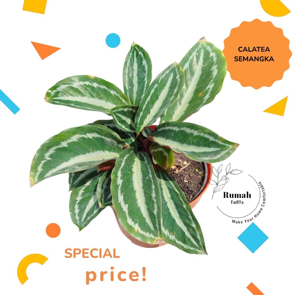 Calatea black silver, calatea murah,calatea semangka