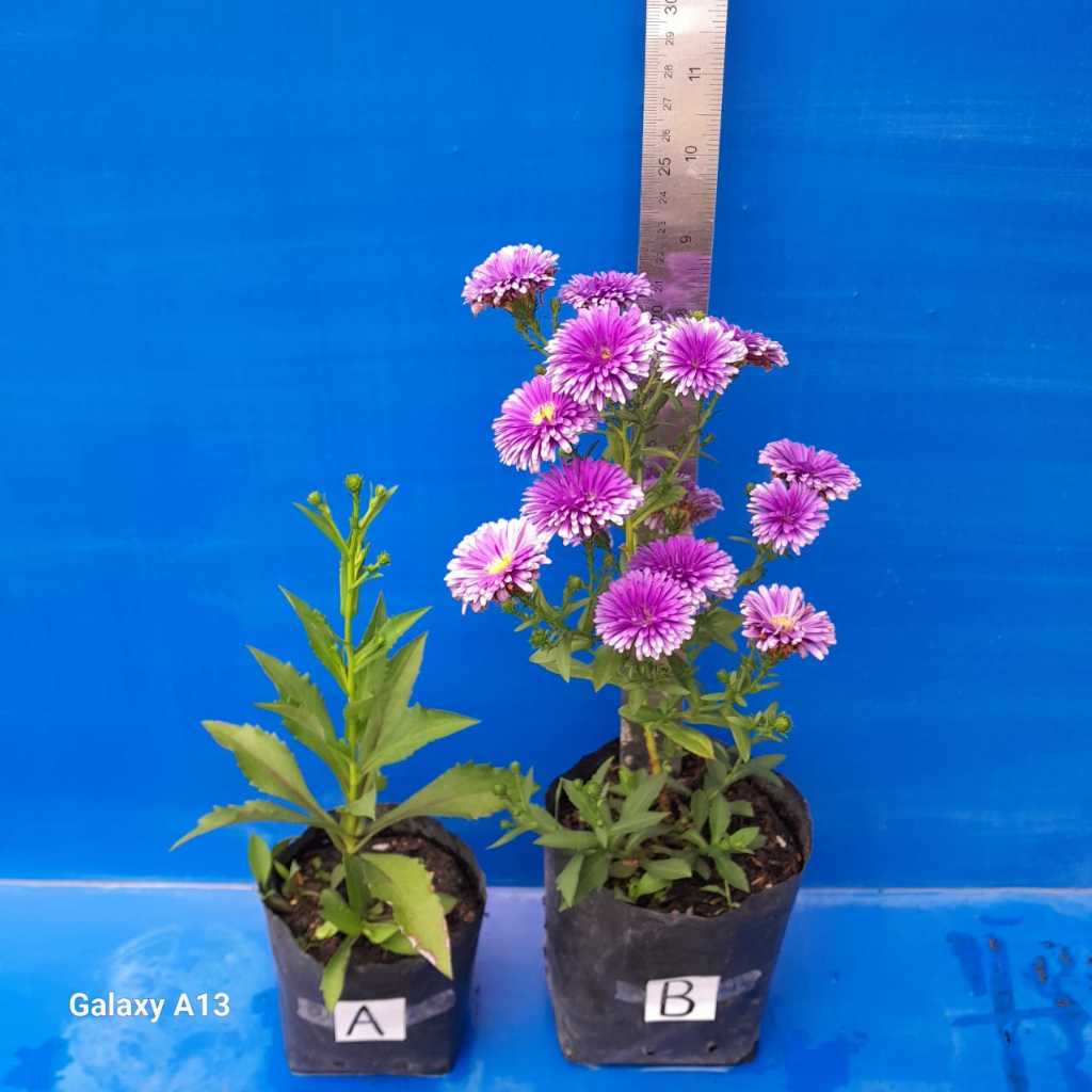 Tanaman Bunga ASTER TAWON UNGU / BUNGA PIKOK UNGU