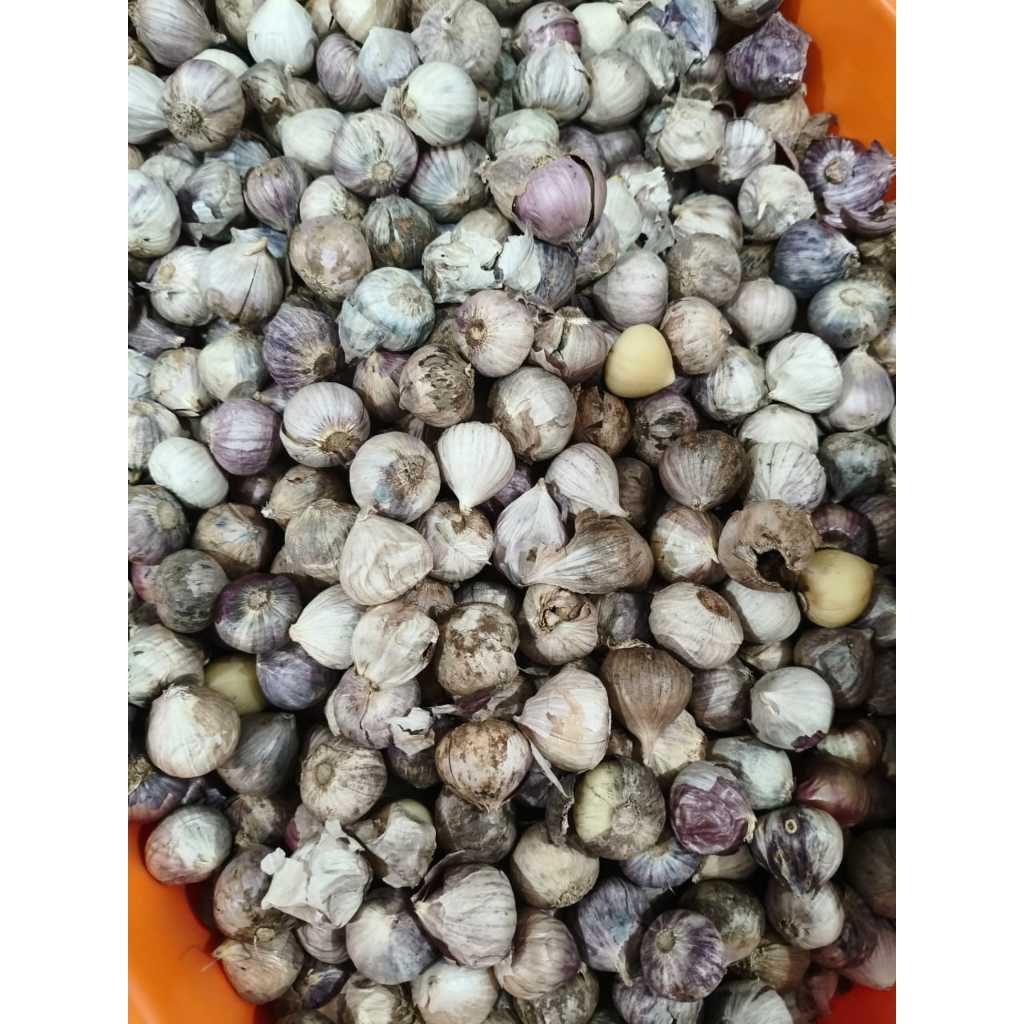 

[10 gr]Bawang Putih Tunggal TIDAK LULUS SORTIR, RUSAK, SOBEK, BERNODA