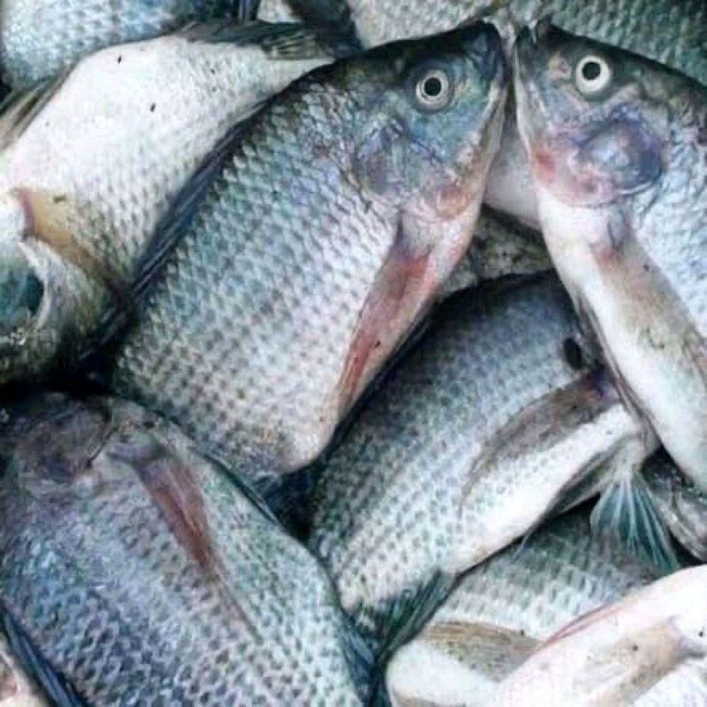 

ikan mujaer seger d jual per 1kg isi 4-5-6 ya kak
