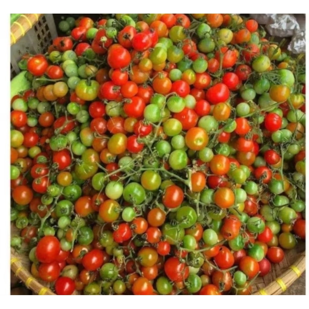 

tomat rampai khas Lampung 500gr