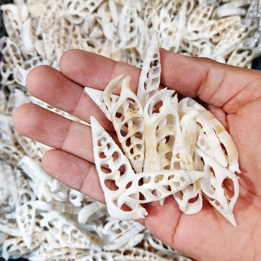 kerang potong putih - cangkang kerang ecer - kerang bahan kerajinan - kerang potong putih - cangkang