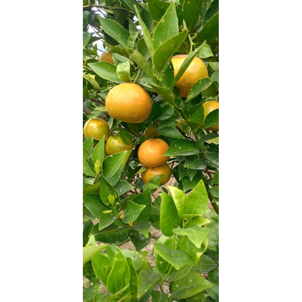 

Jeruk siyem madu malang