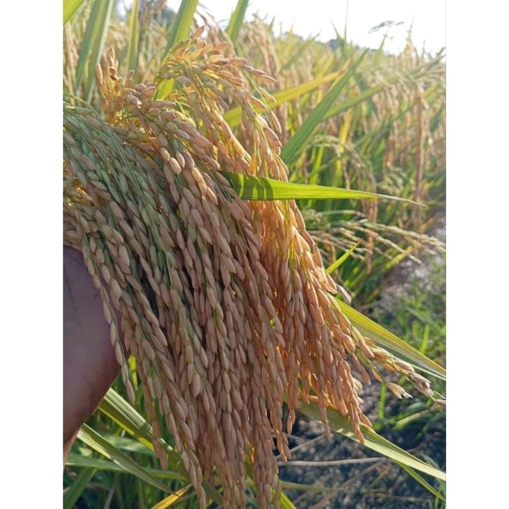 BENIH PADI INPARI 32 1KG