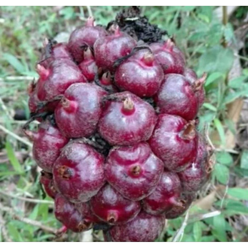 

Buah honje laka/honje merah 1kg