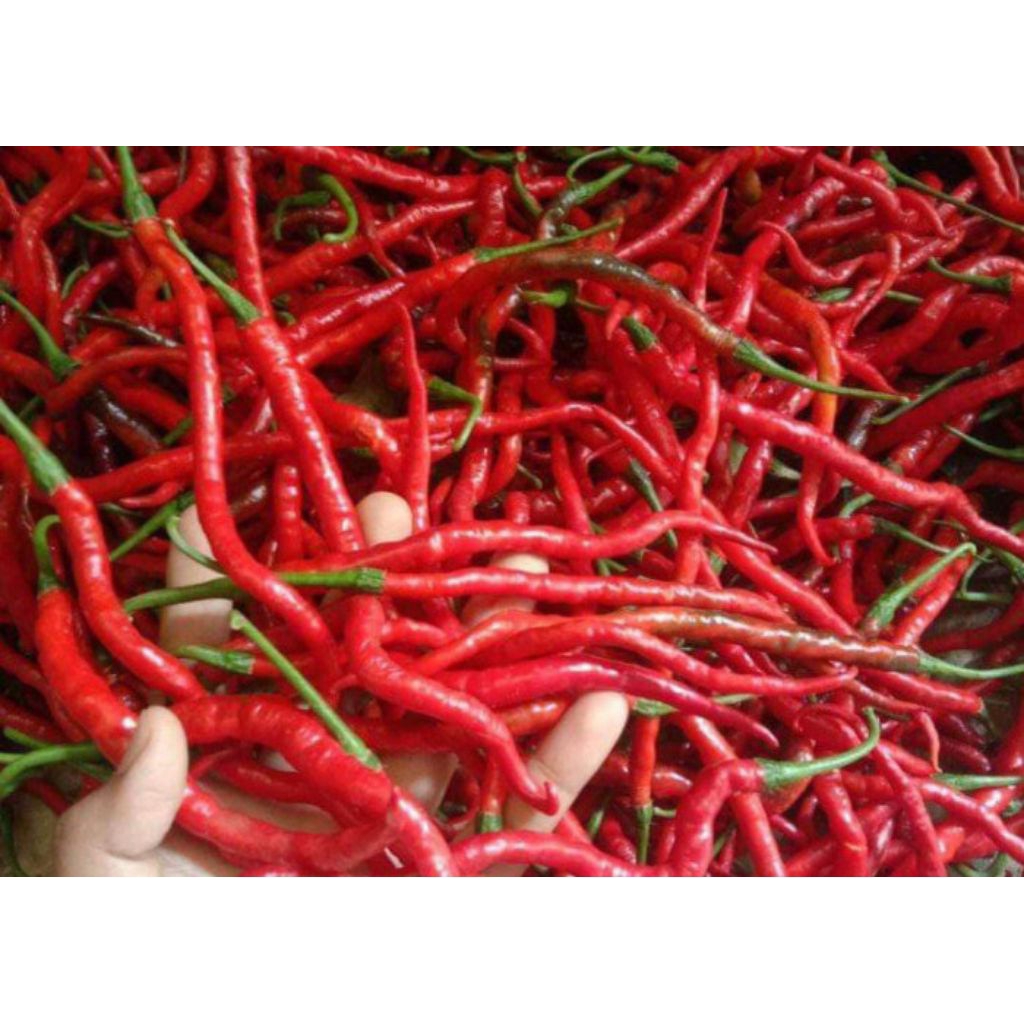 

cabai merah keriting super