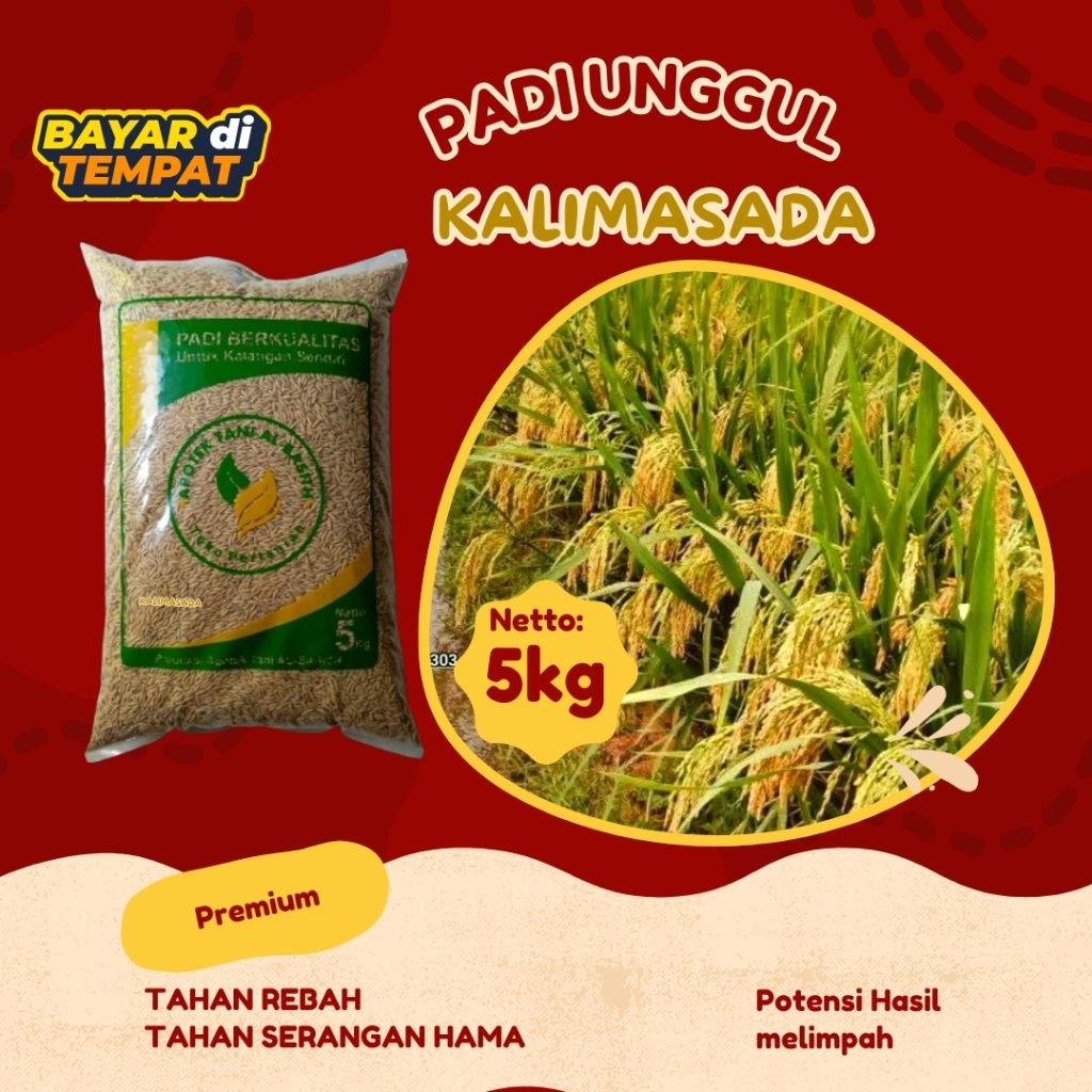 BENIH PADI KALIMASADA ORIGINAL KEMASAN 5KG