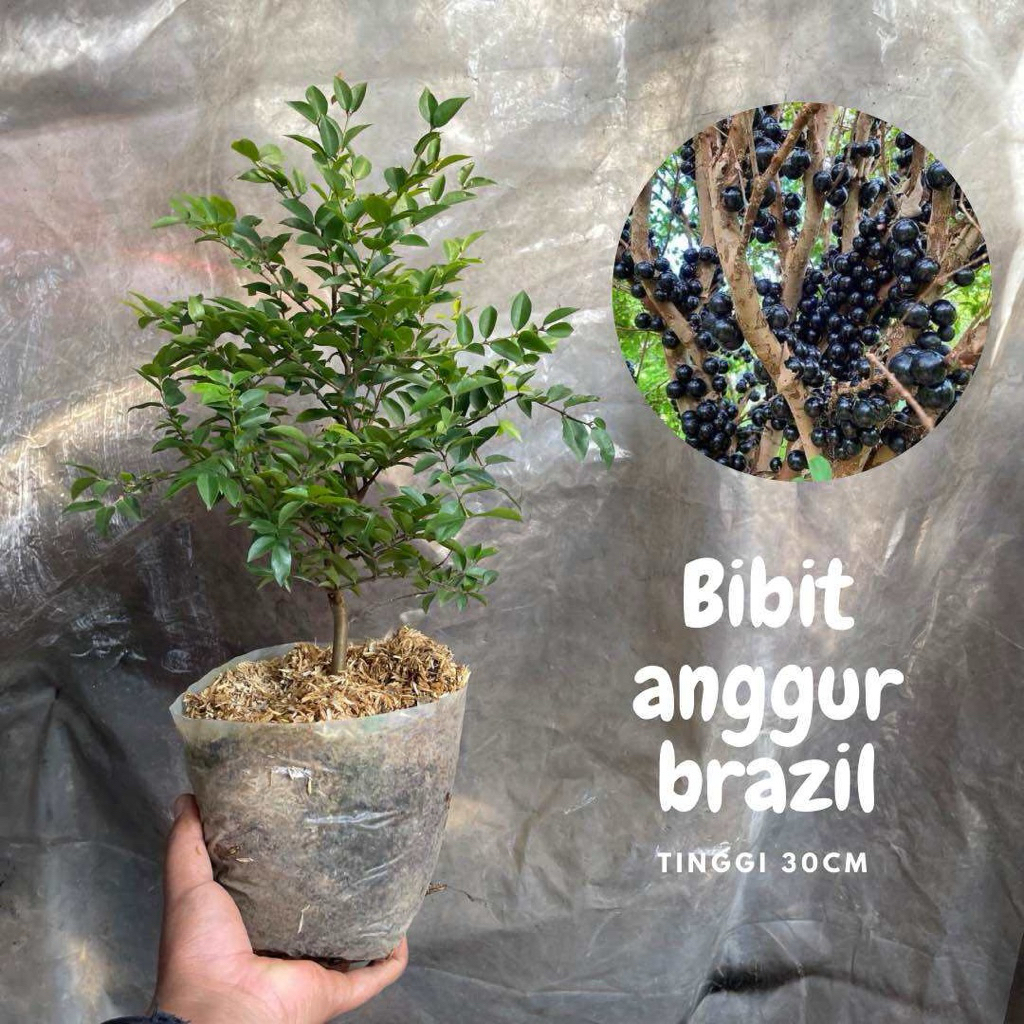 tanaman buah bibit anggur brazil siap berbuah tanaman hias anggur brazil