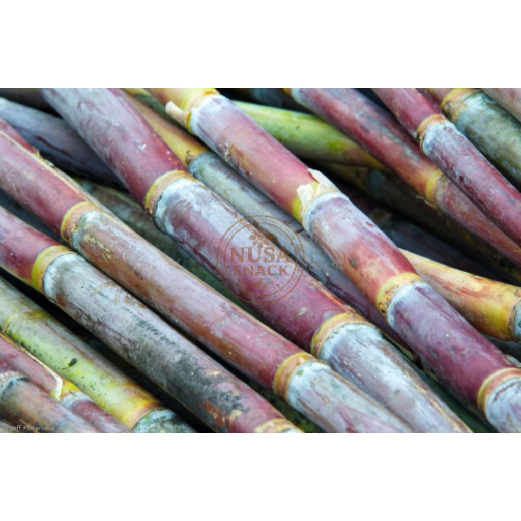 

Tebu Manis Tebu Merah Berat 1 Kg