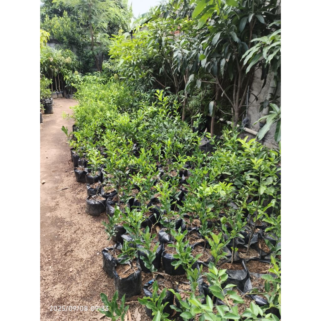 

BIBIT POHON JERUK santang BIBIT TANAMAN JERUK LIMO CEPAT BERBUAH JERUK HASIL OKULASI BERKUALITA