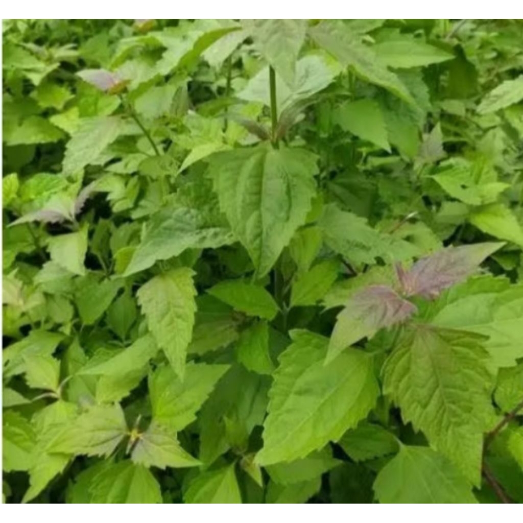 

daun balakacida kaya manfaat untuk herbal 500gr