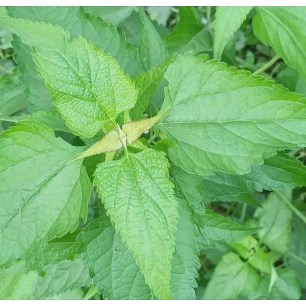 

Daun kirinyuh (Chromolaena odorata) Segar 500gr