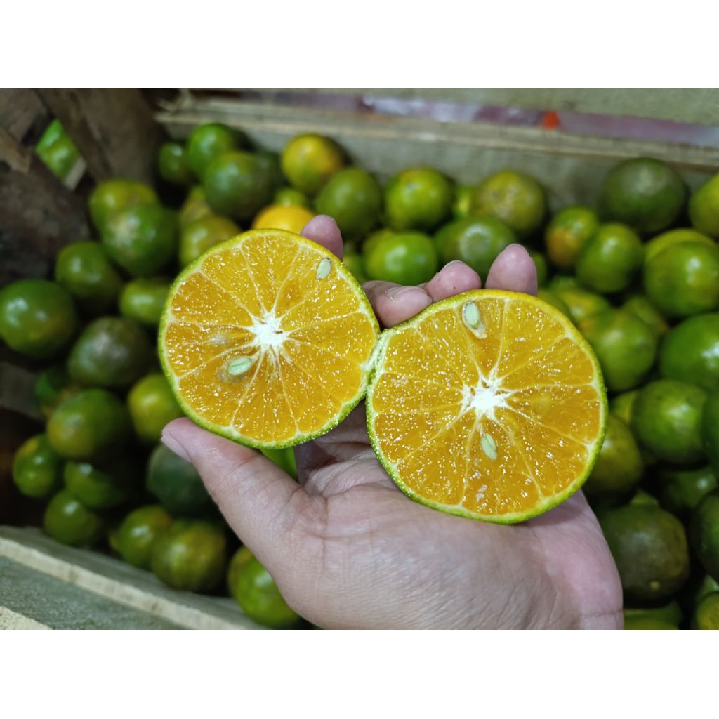 

Jeruk peras asli jember Premium