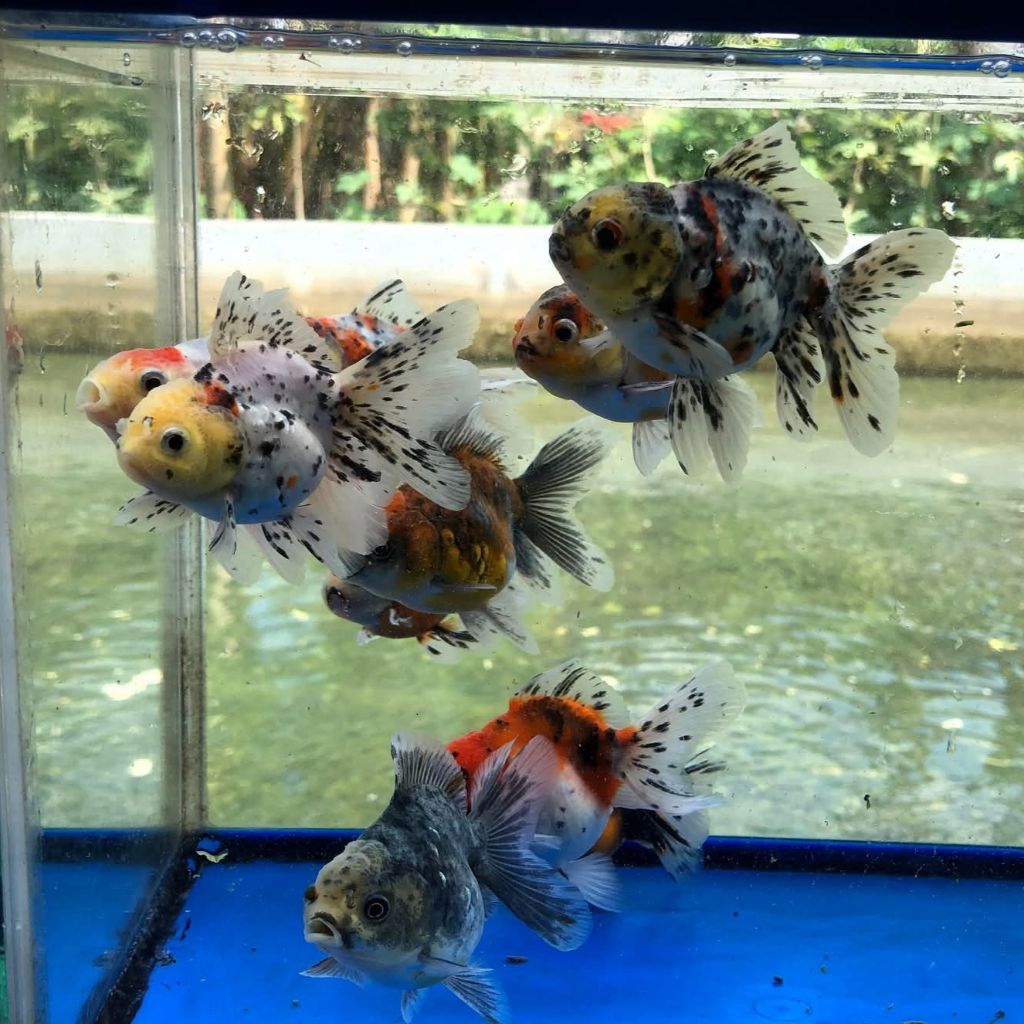 Paket isi 3 mas koki oranda pw pancawarna hiasan aquarium