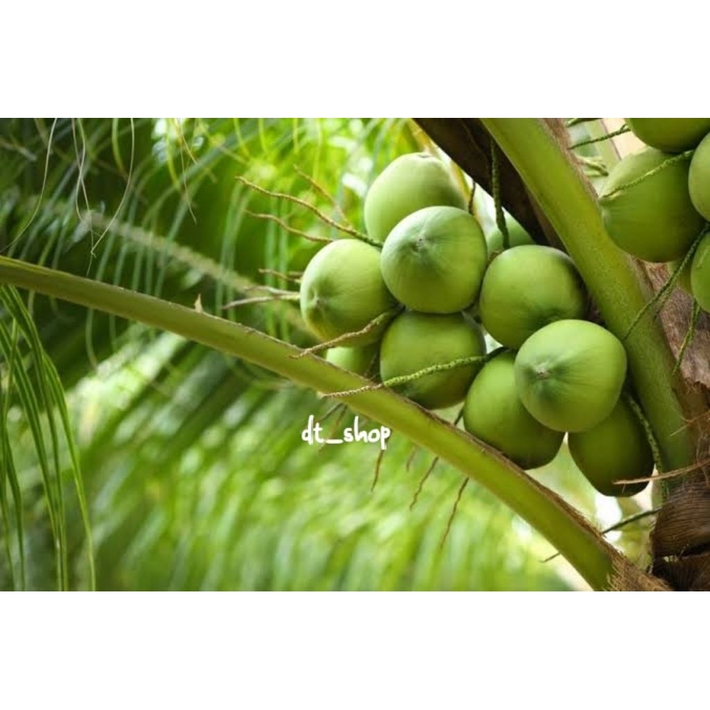 

Buah kelapa muda segar banyak khasiat nya