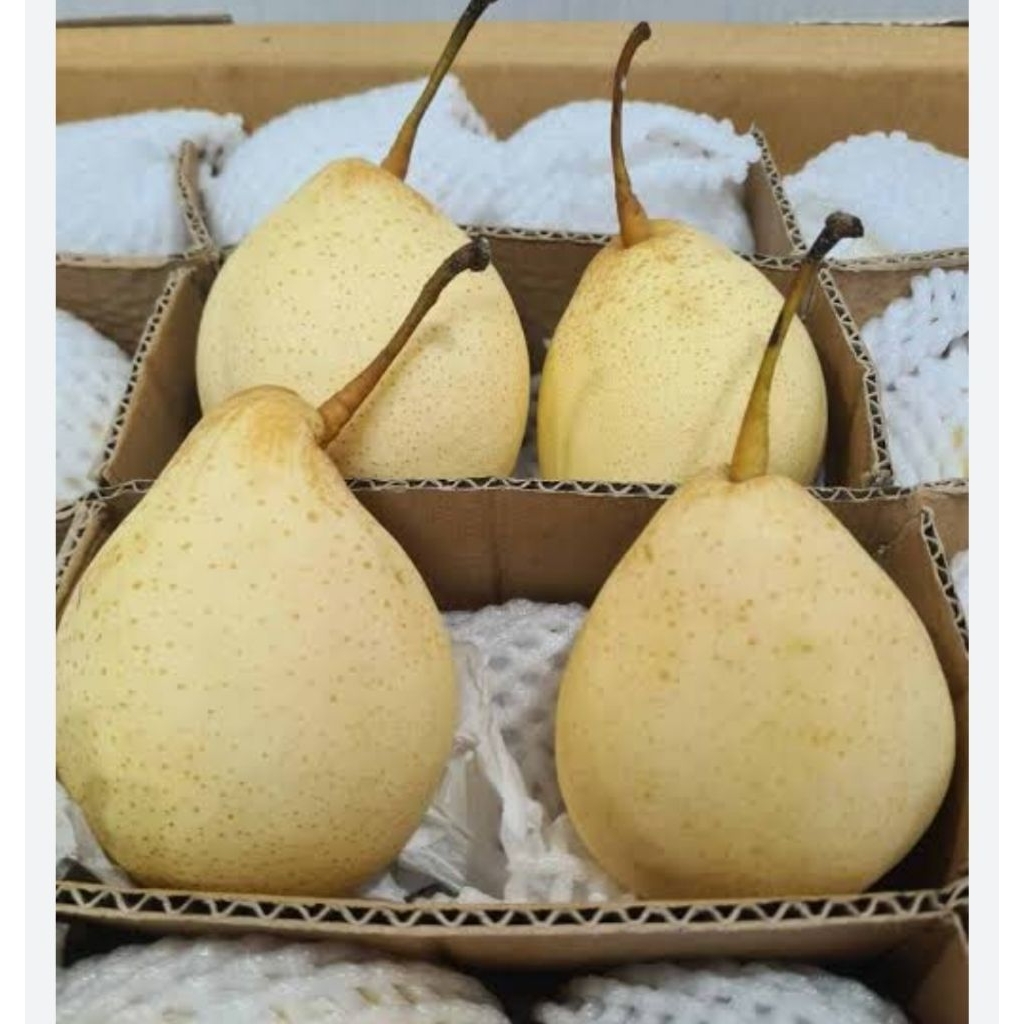 

Andira Fresh | Pear Yalie segar