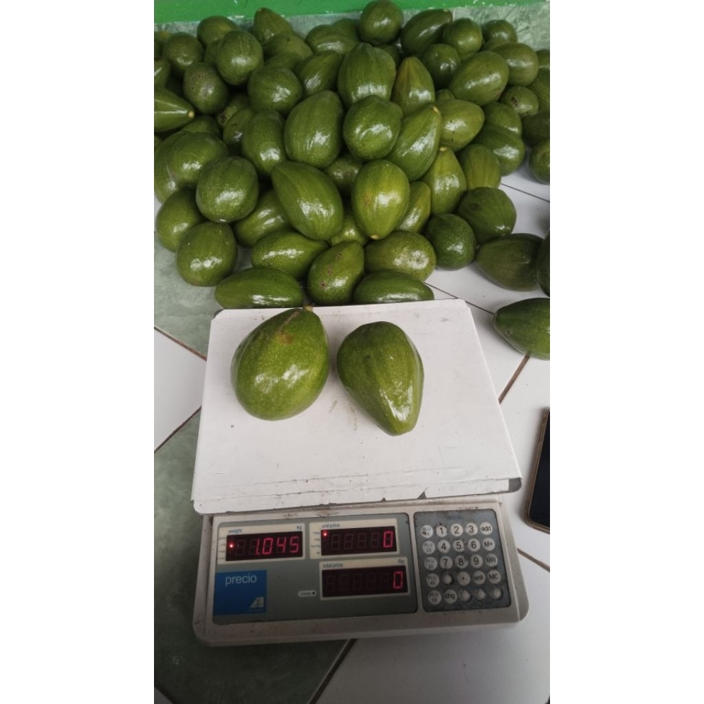 

Alpukat mentega aligator super asli kediri