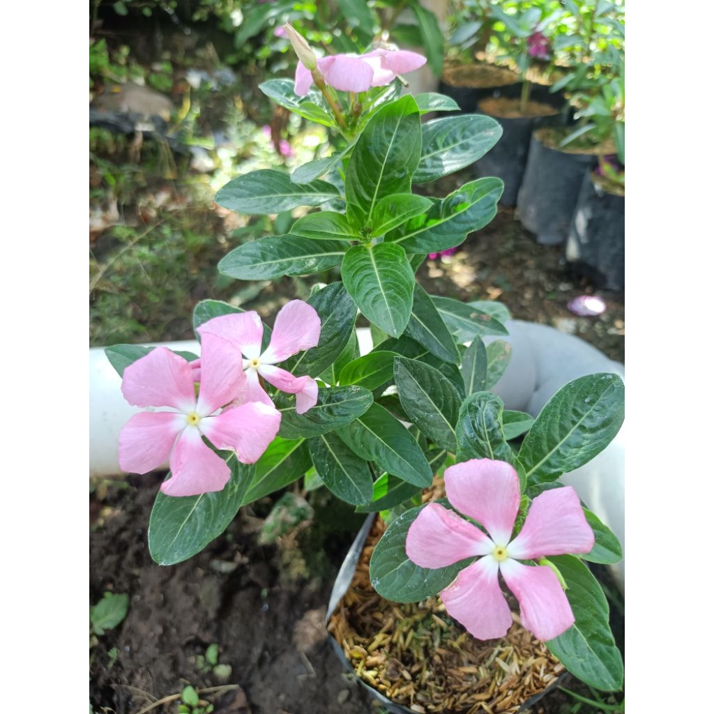 Plant/tanaman-bunga(bukan biji) VINCA-Periwinkle(tapak dara) PINK SOFT IMPORT rimbun - bunga taman