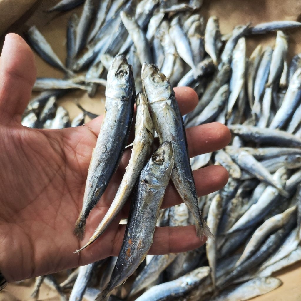 

Ogak Rebus / Dencis Rebus Tanjungbalai