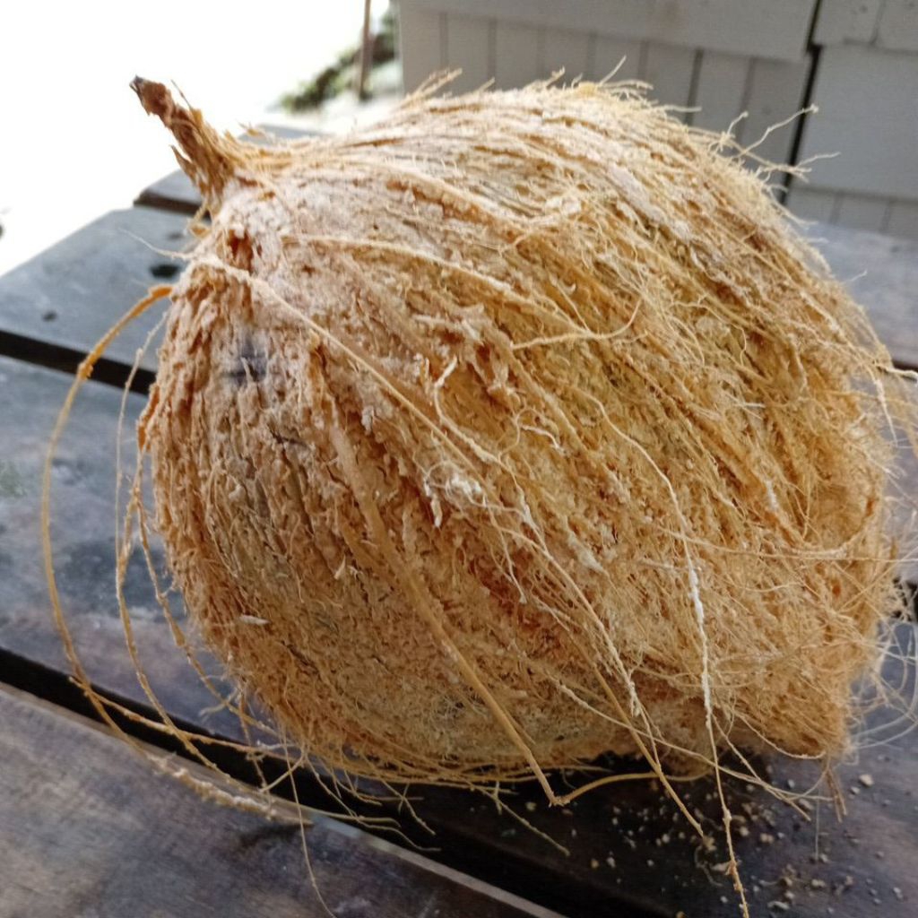 

Kelapa Tua pegunungan Segar mempunyai tekstur daging yang tebal dan santai yang bagus