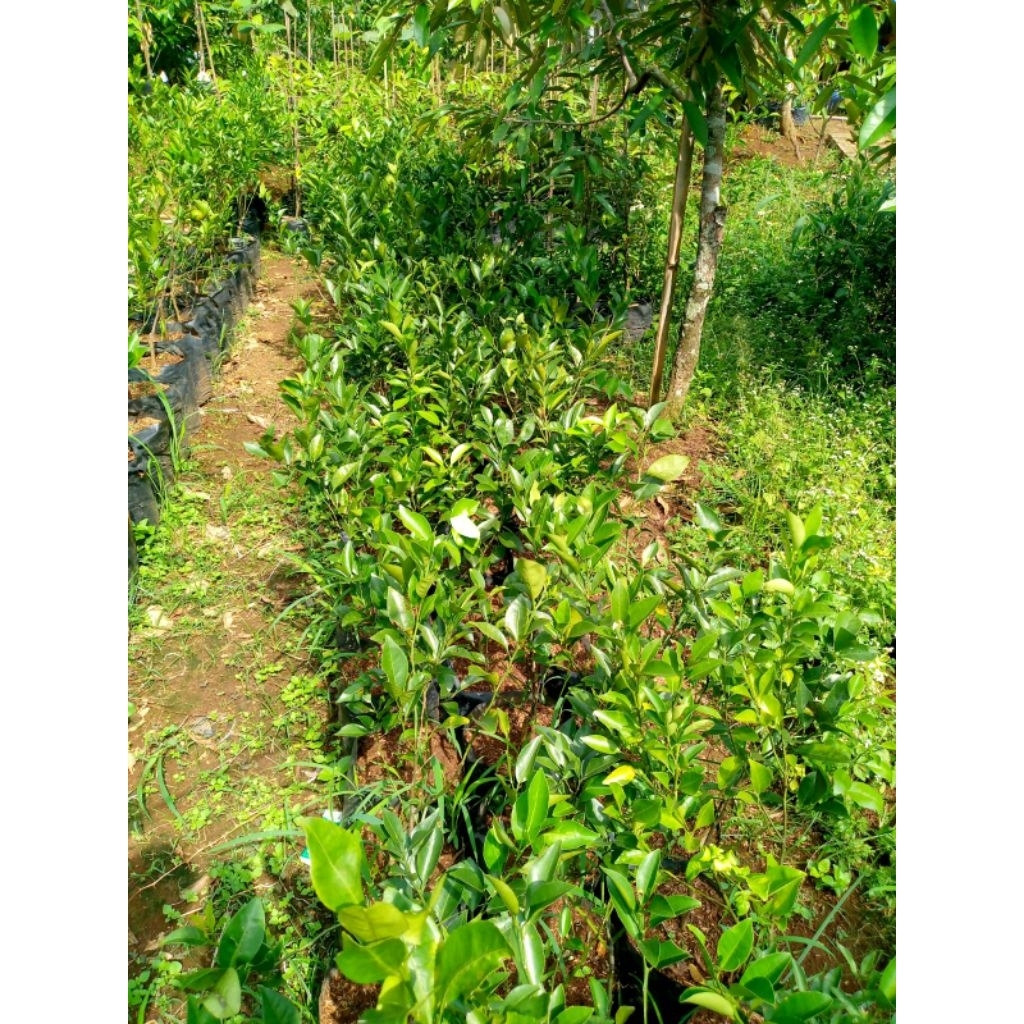 

Bibit Jeruk Siem asal Taiwan