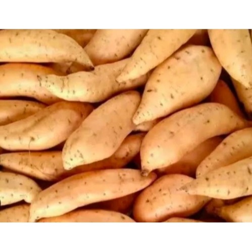 

ubi jalar manis super fres ,ubi jalar bersih tidak kotor dengan kemasan paking aman sampai tujuan