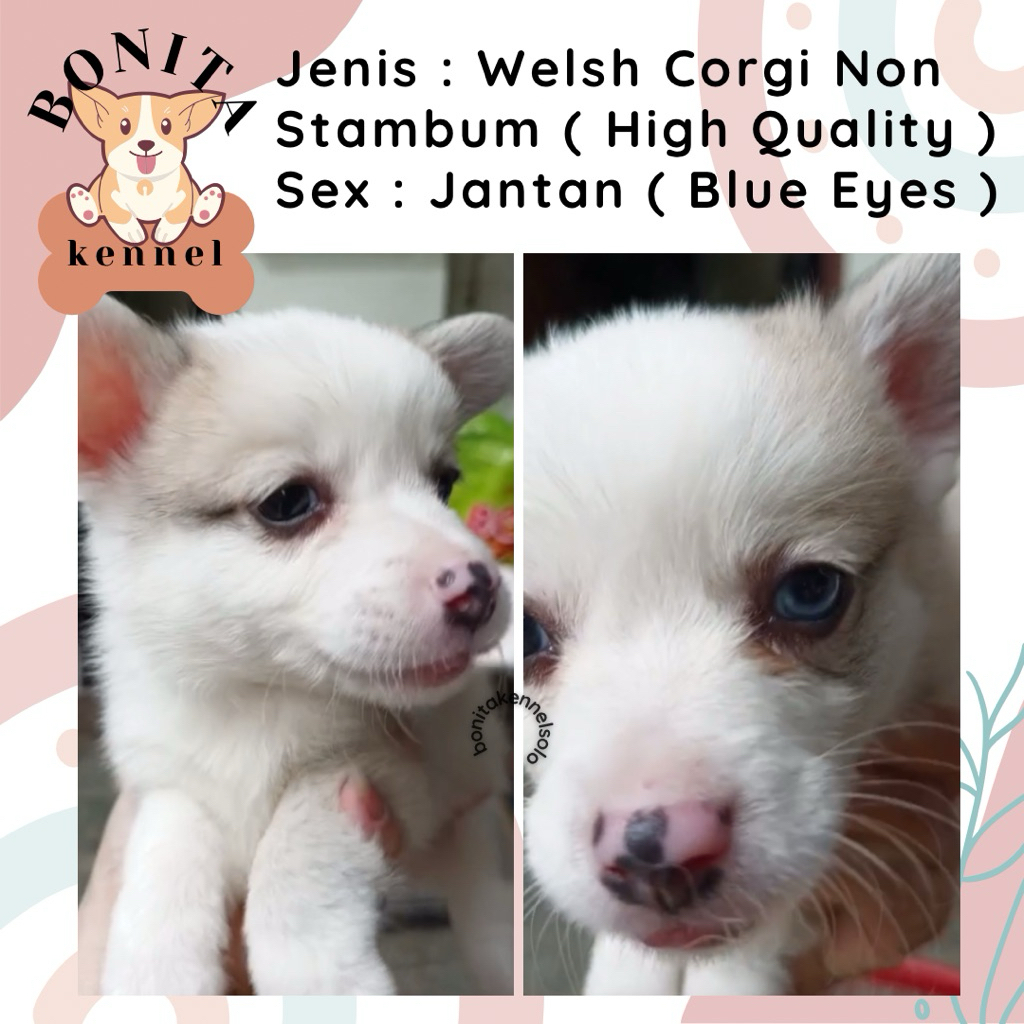 Welsh Corgi Non Stambum Jantan Betina Anjing Corgi Tricolor Sable
