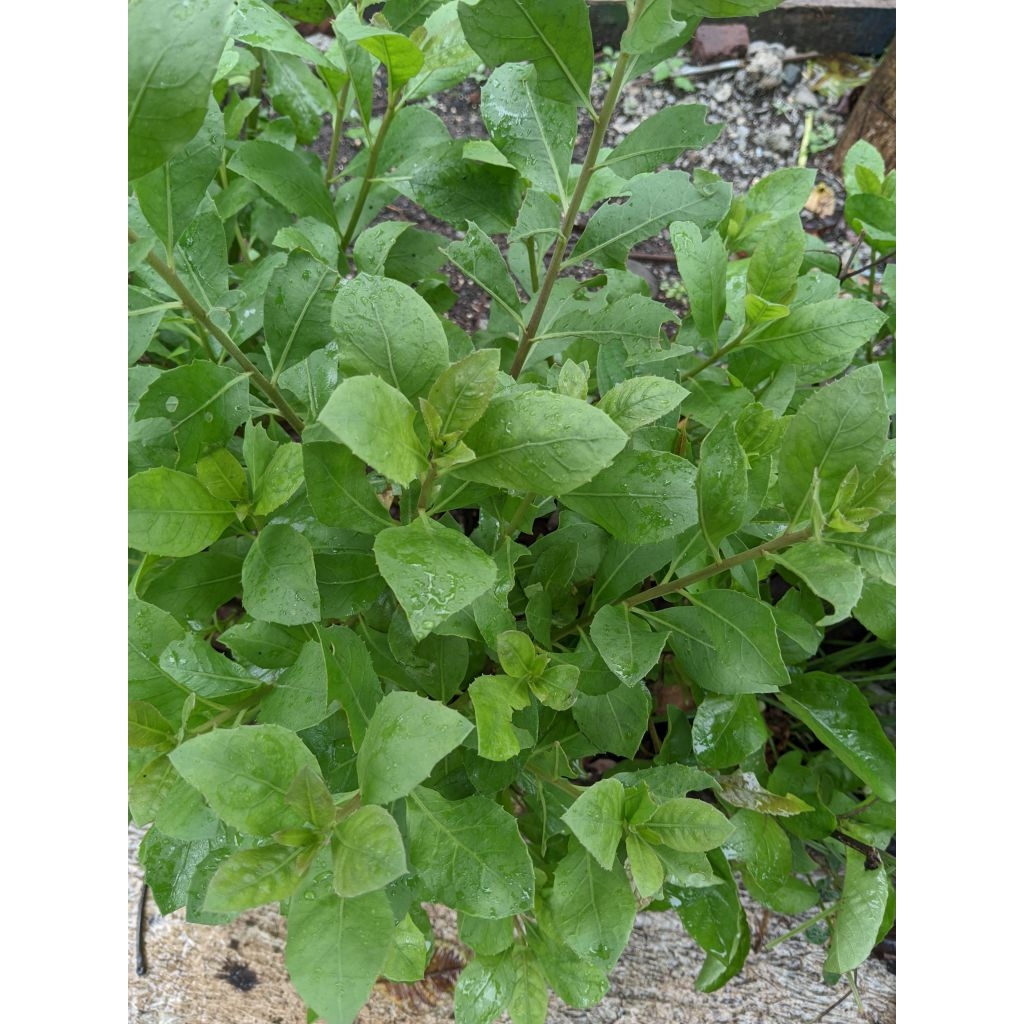 

daun bluntas segar fresh