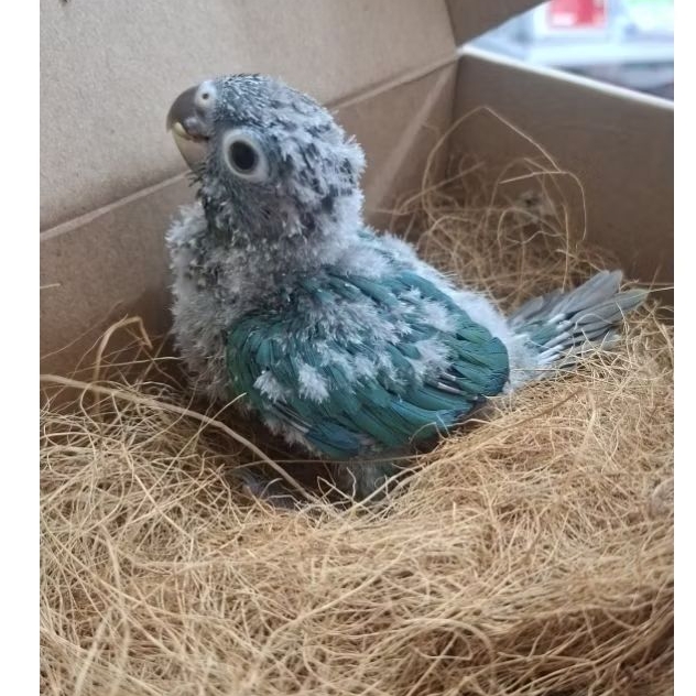 Turqoise conure Baby turqoise conure Anakan turqoise conure