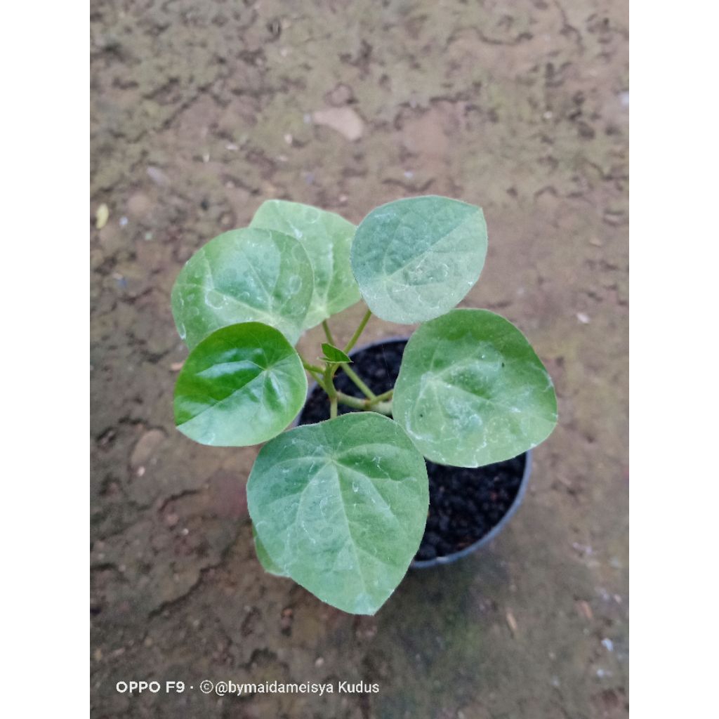 tanaman bercaudex adenia volkensi