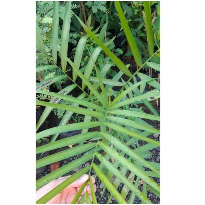 Bibit Tanaman Palem Bambu - Palem Bambu Komodoria - Tanaman Hias Banyak dicari